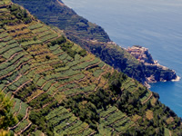 I vigneti di Manarola