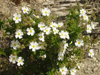 Il cisto di Montpellier